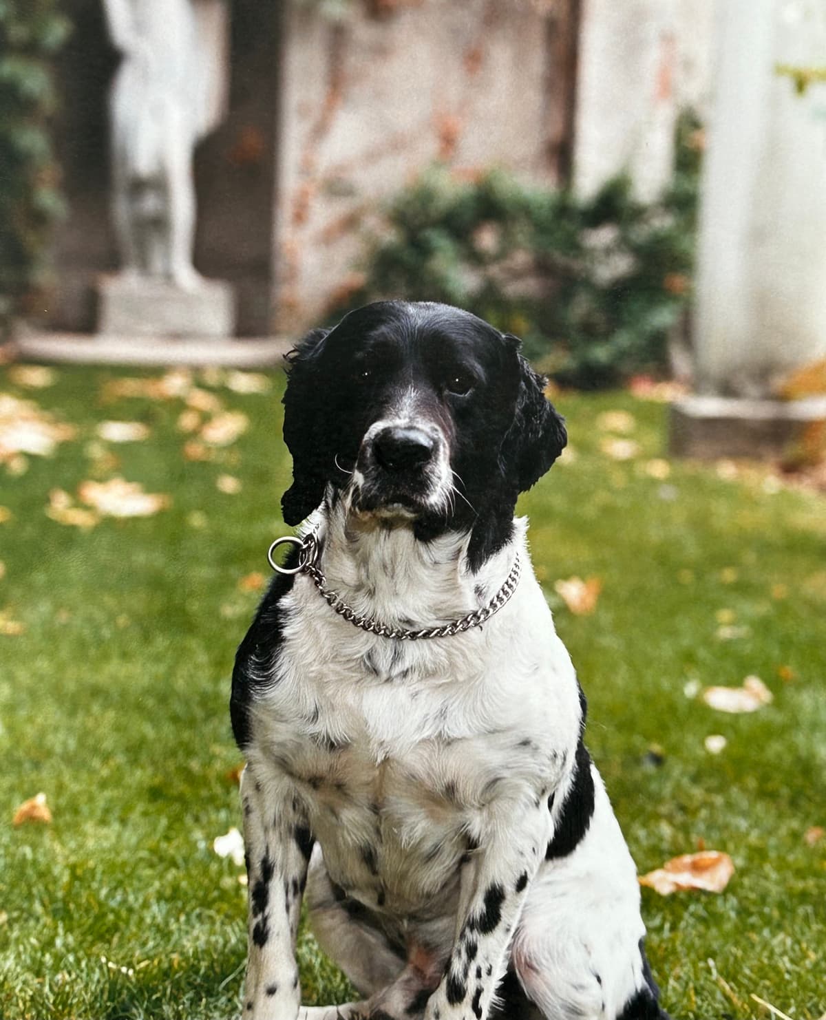 A black and white dog sitting in the grass